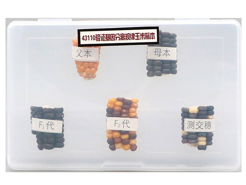 验证基因分离规律玉米标本