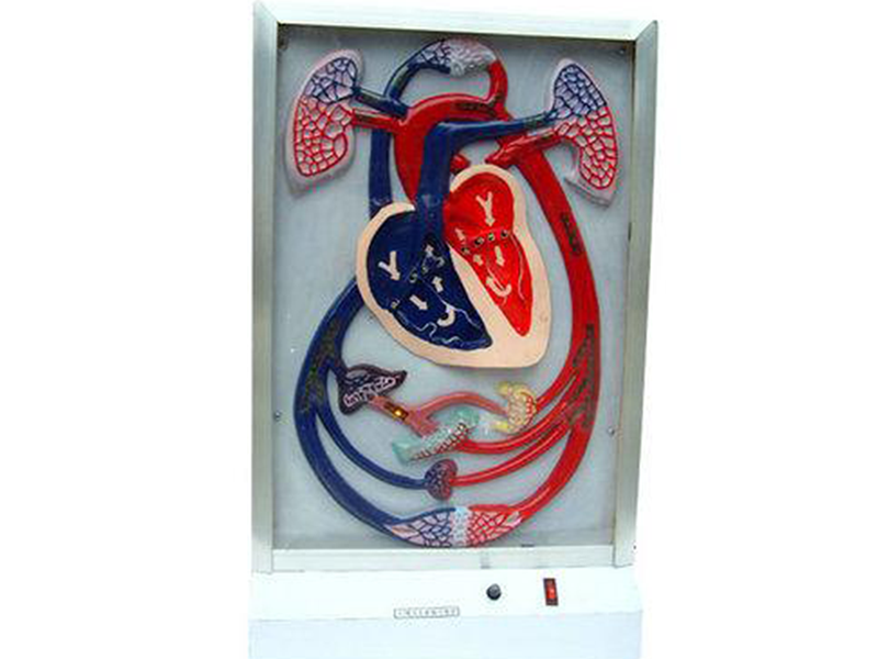 心搏与血液循环