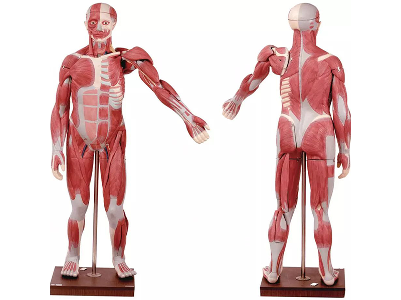 人体肌肉模型