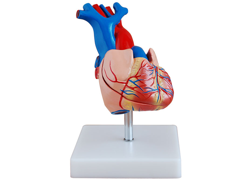 心脏解剖模型